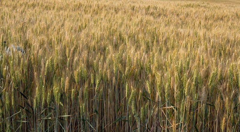Summer Harvesting Tips